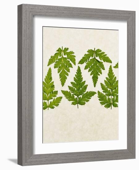 Leaves of the Sweet Cicely, Myrrhis Odorata, Green, Still Life-Axel Killian-Framed Photographic Print