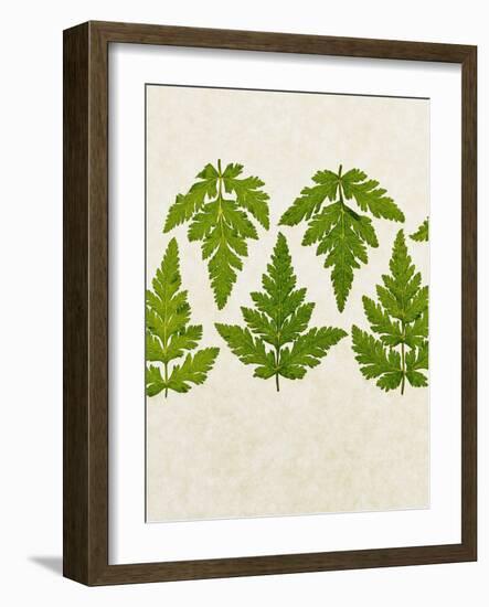 Leaves of the Sweet Cicely, Myrrhis Odorata, Green, Still Life-Axel Killian-Framed Photographic Print