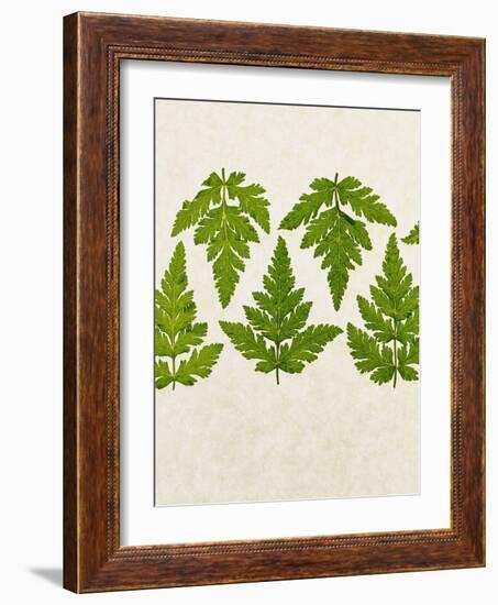 Leaves of the Sweet Cicely, Myrrhis Odorata, Green, Still Life-Axel Killian-Framed Photographic Print