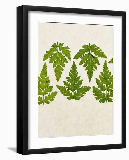 Leaves of the Sweet Cicely, Myrrhis Odorata, Green, Still Life-Axel Killian-Framed Photographic Print