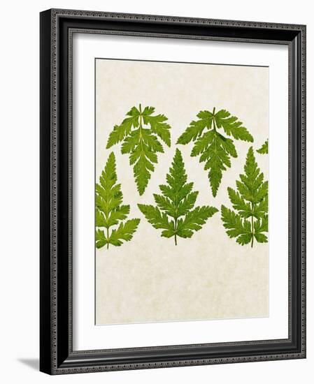 Leaves of the Sweet Cicely, Myrrhis Odorata, Green, Still Life-Axel Killian-Framed Photographic Print