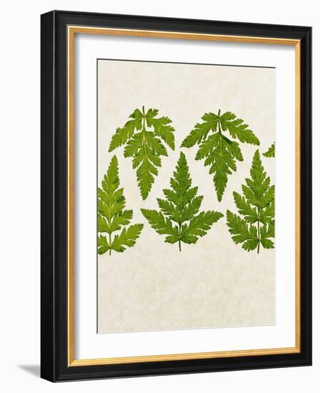 Leaves of the Sweet Cicely, Myrrhis Odorata, Green, Still Life-Axel Killian-Framed Photographic Print