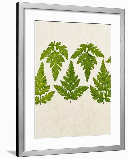 Leaves of the Sweet Cicely, Myrrhis Odorata, Green, Still Life-Axel Killian-Framed Photographic Print