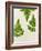 Leaves of the Sweet Cicely, Myrrhis Odorata, Green, Still Life-Axel Killian-Framed Photographic Print