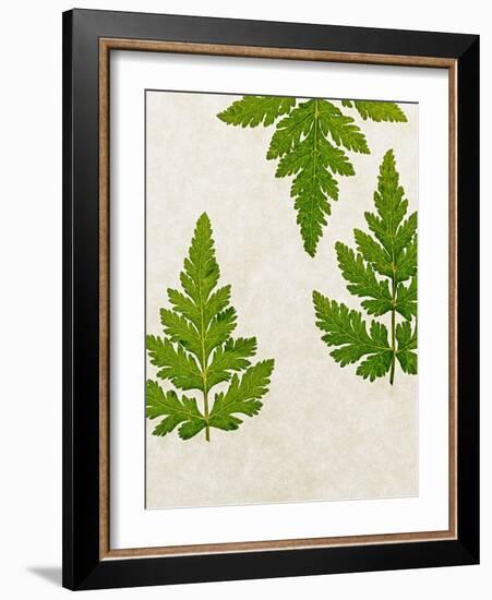 Leaves of the Sweet Cicely, Myrrhis Odorata, Green, Still Life-Axel Killian-Framed Photographic Print