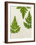 Leaves of the Sweet Cicely, Myrrhis Odorata, Green, Still Life-Axel Killian-Framed Photographic Print