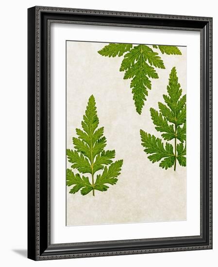 Leaves of the Sweet Cicely, Myrrhis Odorata, Green, Still Life-Axel Killian-Framed Photographic Print