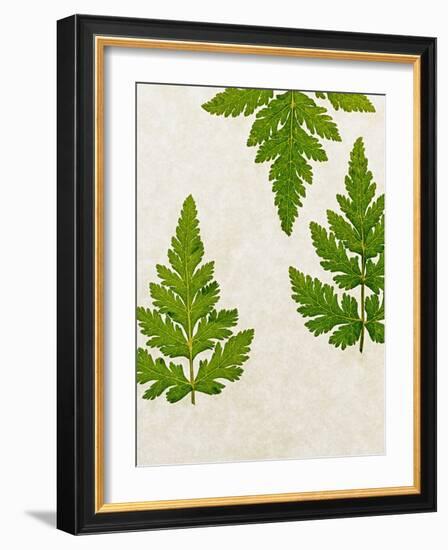 Leaves of the Sweet Cicely, Myrrhis Odorata, Green, Still Life-Axel Killian-Framed Photographic Print