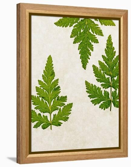 Leaves of the Sweet Cicely, Myrrhis Odorata, Green, Still Life-Axel Killian-Framed Premier Image Canvas