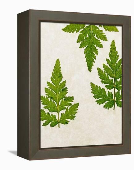 Leaves of the Sweet Cicely, Myrrhis Odorata, Green, Still Life-Axel Killian-Framed Premier Image Canvas