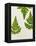 Leaves of the Sweet Cicely, Myrrhis Odorata, Green, Still Life-Axel Killian-Framed Premier Image Canvas