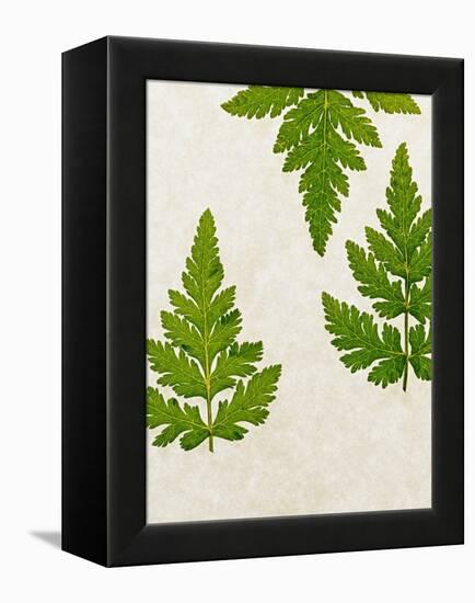 Leaves of the Sweet Cicely, Myrrhis Odorata, Green, Still Life-Axel Killian-Framed Premier Image Canvas