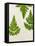 Leaves of the Sweet Cicely, Myrrhis Odorata, Green, Still Life-Axel Killian-Framed Premier Image Canvas