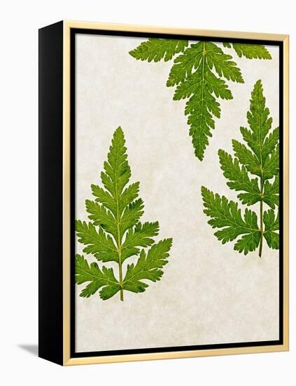 Leaves of the Sweet Cicely, Myrrhis Odorata, Green, Still Life-Axel Killian-Framed Premier Image Canvas