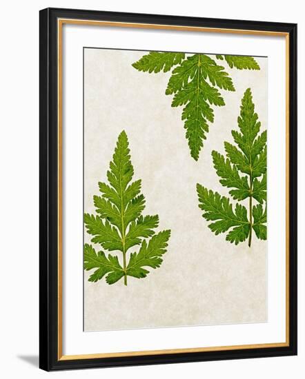 Leaves of the Sweet Cicely, Myrrhis Odorata, Green, Still Life-Axel Killian-Framed Photographic Print