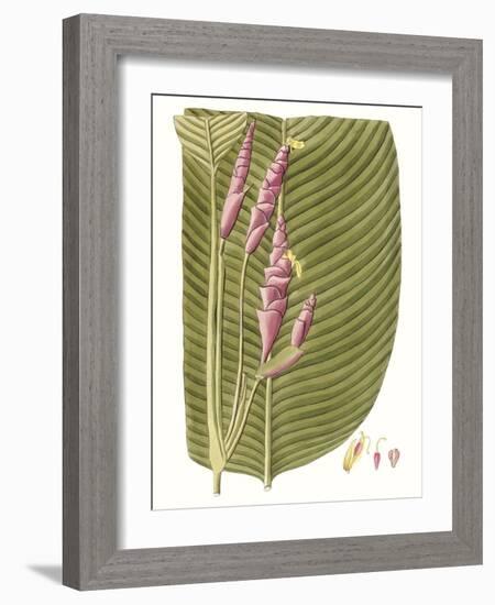 Leaves of the Tropics I-Vision Studio-Framed Art Print