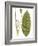 Leaves of the Tropics II-Vision Studio-Framed Art Print