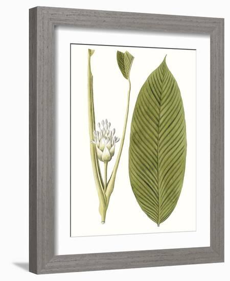 Leaves of the Tropics II-Vision Studio-Framed Art Print