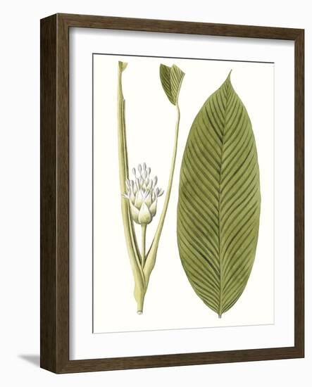 Leaves of the Tropics II-Vision Studio-Framed Art Print