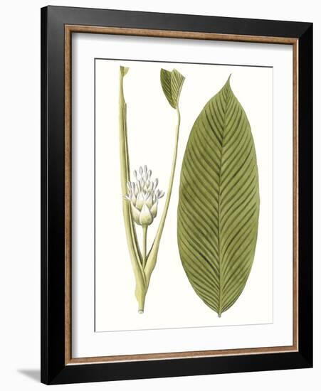 Leaves of the Tropics II-Vision Studio-Framed Art Print