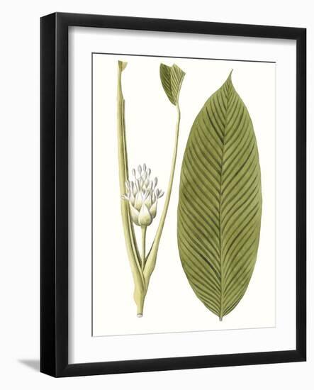 Leaves of the Tropics II-Vision Studio-Framed Art Print