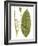 Leaves of the Tropics II-Vision Studio-Framed Art Print