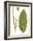 Leaves of the Tropics II-Vision Studio-Framed Art Print