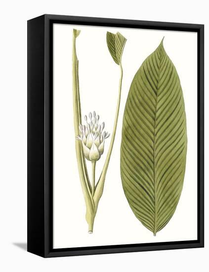 Leaves of the Tropics II-Vision Studio-Framed Stretched Canvas