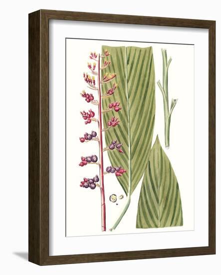 Leaves of the Tropics III-Vision Studio-Framed Art Print