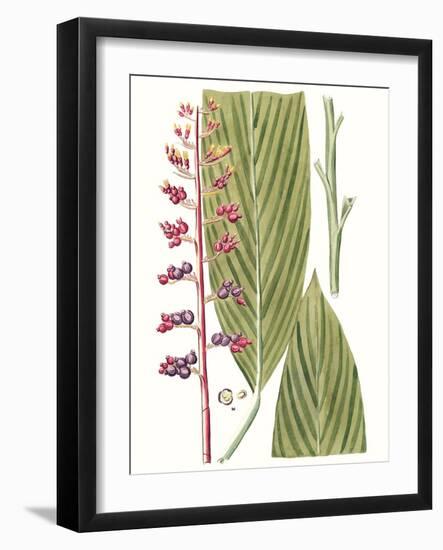 Leaves of the Tropics III-Vision Studio-Framed Art Print