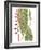 Leaves of the Tropics III-Vision Studio-Framed Art Print