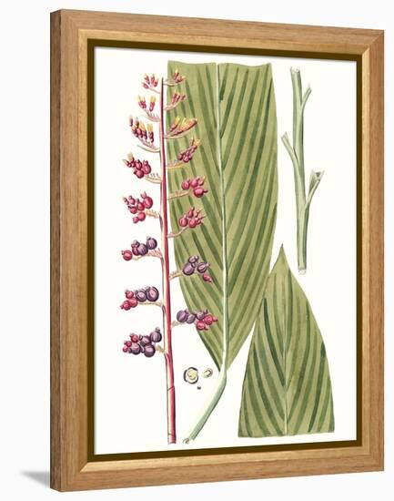 Leaves of the Tropics III-Vision Studio-Framed Stretched Canvas