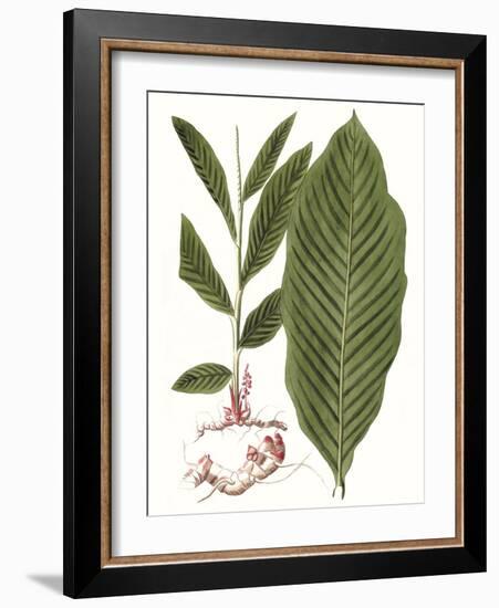 Leaves of the Tropics IV-Vision Studio-Framed Art Print