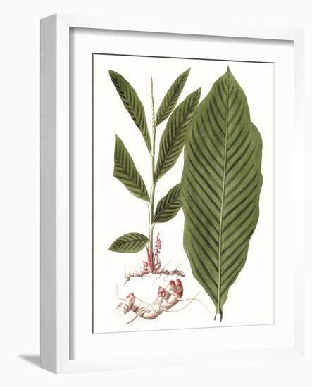 Leaves of the Tropics IV-Vision Studio-Framed Art Print