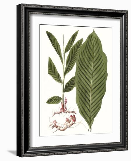 Leaves of the Tropics IV-Vision Studio-Framed Art Print