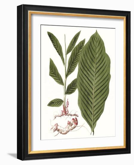 Leaves of the Tropics IV-Vision Studio-Framed Art Print