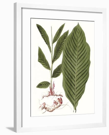 Leaves of the Tropics IV-Vision Studio-Framed Art Print