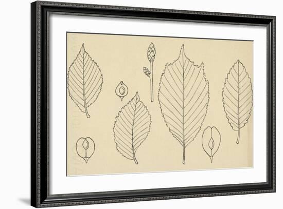 Leaves of Various Species of Elm (Ulmus)-null-Framed Giclee Print