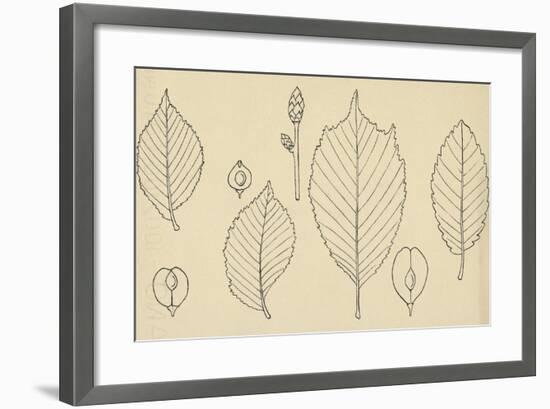 Leaves of Various Species of Elm (Ulmus)-null-Framed Giclee Print