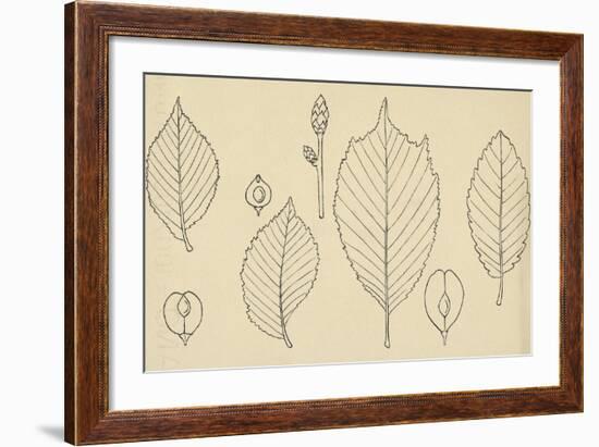 Leaves of Various Species of Elm (Ulmus)-null-Framed Giclee Print