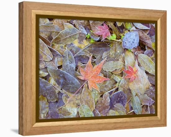 Leaves on ground covered in frost-null-Framed Premier Image Canvas