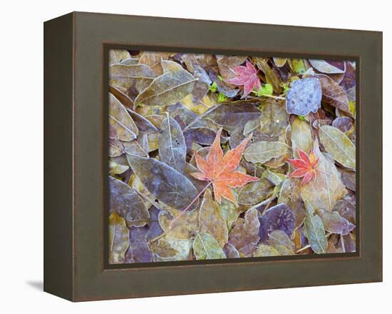 Leaves on ground covered in frost-null-Framed Premier Image Canvas