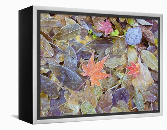 Leaves on ground covered in frost-null-Framed Premier Image Canvas