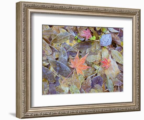 Leaves on ground covered in frost-null-Framed Photographic Print