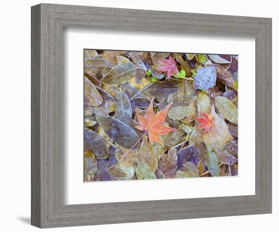 Leaves on ground covered in frost-null-Framed Photographic Print