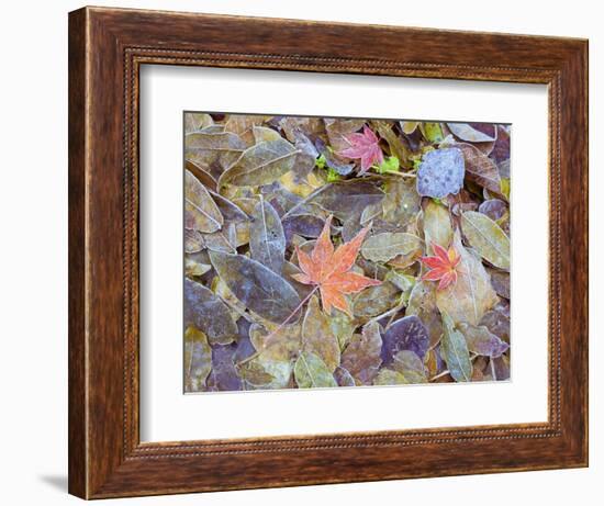 Leaves on ground covered in frost-null-Framed Photographic Print