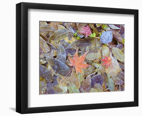 Leaves on ground covered in frost-null-Framed Photographic Print