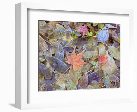 Leaves on ground covered in frost-null-Framed Photographic Print