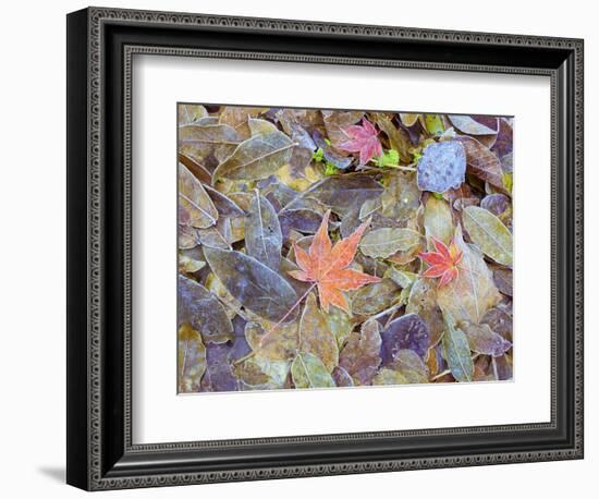 Leaves on ground covered in frost-null-Framed Photographic Print
