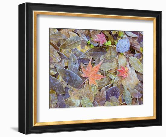 Leaves on ground covered in frost-null-Framed Photographic Print